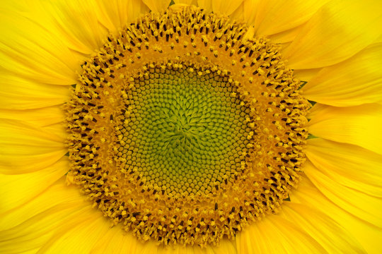 close front view of sunflower head and petals