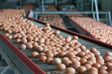 Eggs on a poultry factory