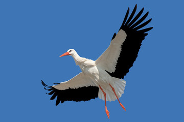 Storch im Pflug