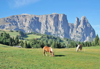 Fototapeta na wymiar der Schlern auf der Seiser Alm in Südtirol nahe Kastelruth