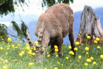Bouquetin paissant 2