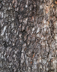 cortex pine tree background