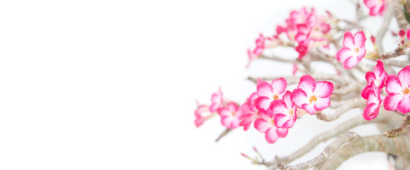 Impala lily - tropical flower on white