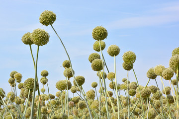 cipolla
