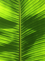 Banana tree leaf
