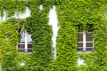 fenêtre dans la vigne vierge