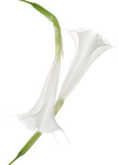 Two white Angel's Trumpet - Datura flowers.
