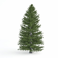 Fir tree isolated