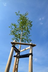 Jungpflanze - junger Baum - junge Birke - Baumanbindung