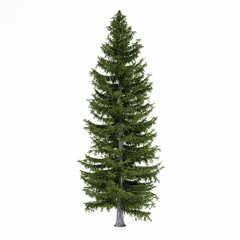 Fir tree isolated