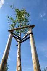 Junger Baum an Pf&auml;hlen angebunden