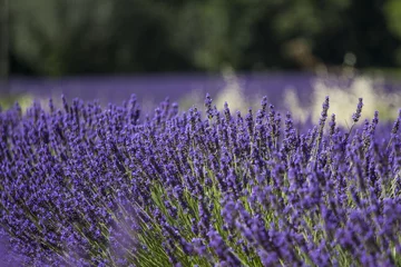 Fototapeten Lavendel © taniabrun