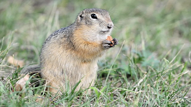 Ground squirrel eating nut