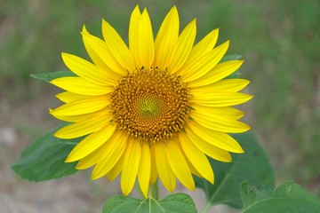 Obraz premium ひまわり