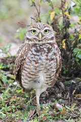 Burrowing Owl (athene cunicularia)
