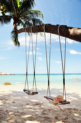 Swings tied to a palm tree