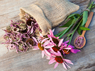 bunch of healing coneflowers and sack with dried echinacea flowe - obrazy, fototapety, plakaty