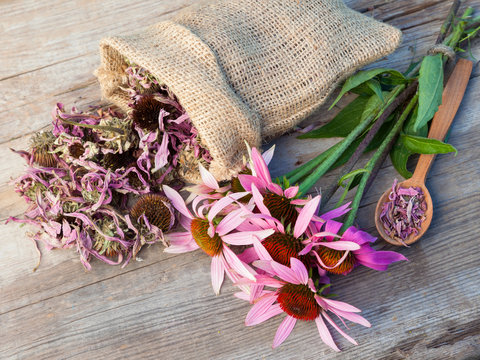 bunch of healing coneflowers and sack with dried echinacea flowe
