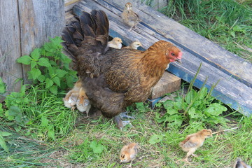 Курица с цыплятами