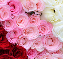 Pink, white, red roses background