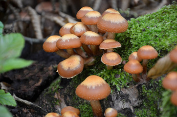 Macro photography mushrooms in forest