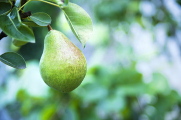 Organic pear in the garden