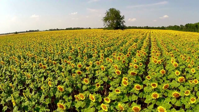 aerial video, field a sunflower with a natural sound