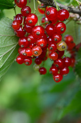 The red currant close up