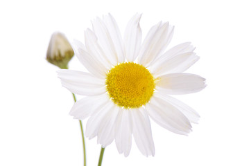 Fototapeta premium The beautiful daisy isolated on white