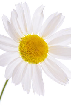 The beautiful daisy isolated on white