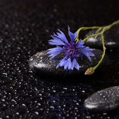 Stones for spa with water drops and cornflower