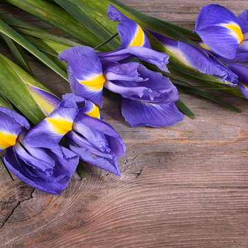 Blue Irises On Wooden Boards