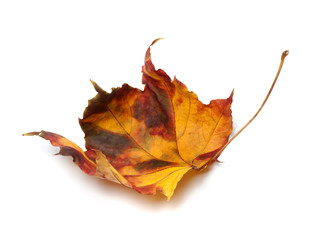 Multicolor autumn maple-leaf