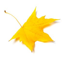 Autumn yellow leaf