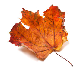 Dry maple leaf