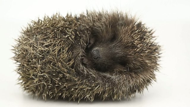 hedgehog isolated on white background