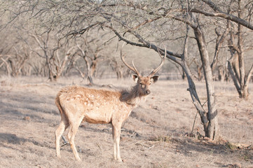 indian deer in the forest - national park ranthambore