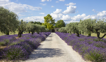 Lavande champs Provence France