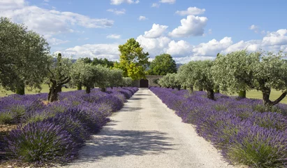 Muurstickers Lavendelvelden Provence Frankrijk © taniabrun