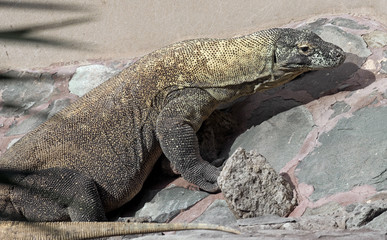 Komodo dragon