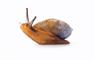 Snail