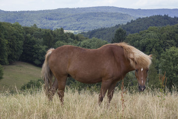 horse