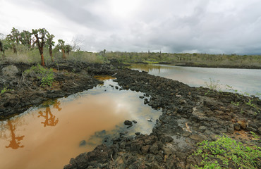 Landscape of  colorful lagoon and cactu