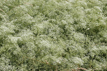 white blooming plant