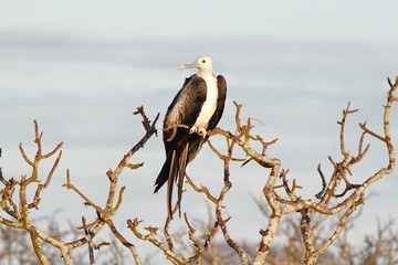 Young frigate bird in in North Seymour