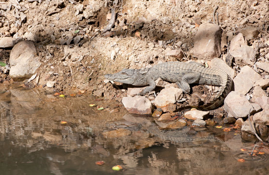 indian marsh crocodile lying lazy on the shore of a rivulet