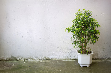 Small tree in white pot on  background concrete wall