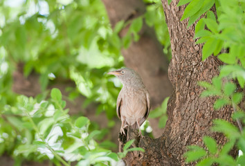 indian jungle babbler bird on a tree