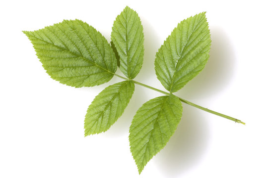 Himbeerblaetter, Rubus, idaeus,