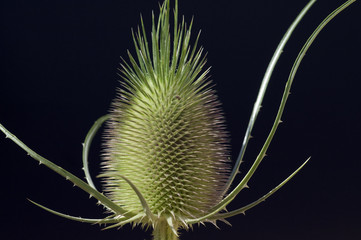 Kardendistel; Dipsacus; Karde;